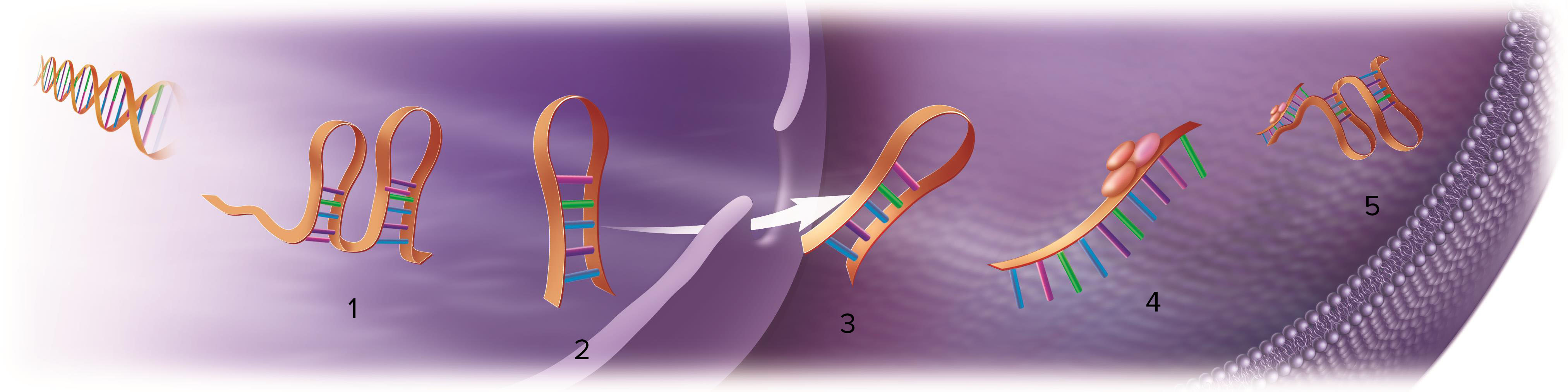 MicroRNA - What It Is And How It Works | OSUCCC - James