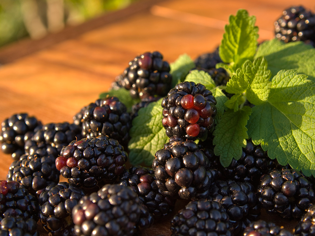 Study Evaluates Impact of Black Raspberries on Oral Cancer Prevention